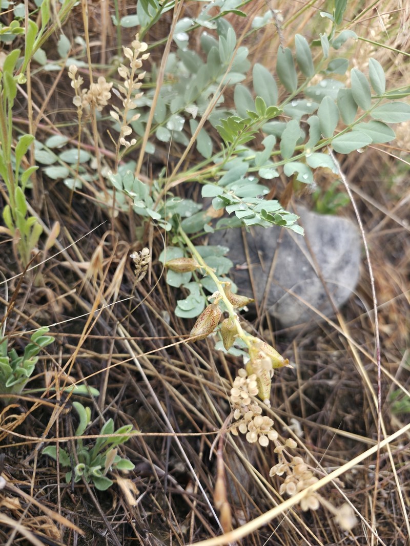Astragalus beckwithii var. sulcatus photo 3
