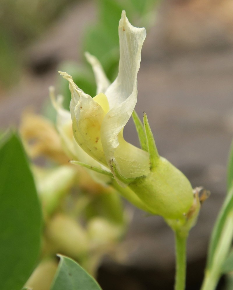 Astragalus beckwithii var. weiserensis photo 2