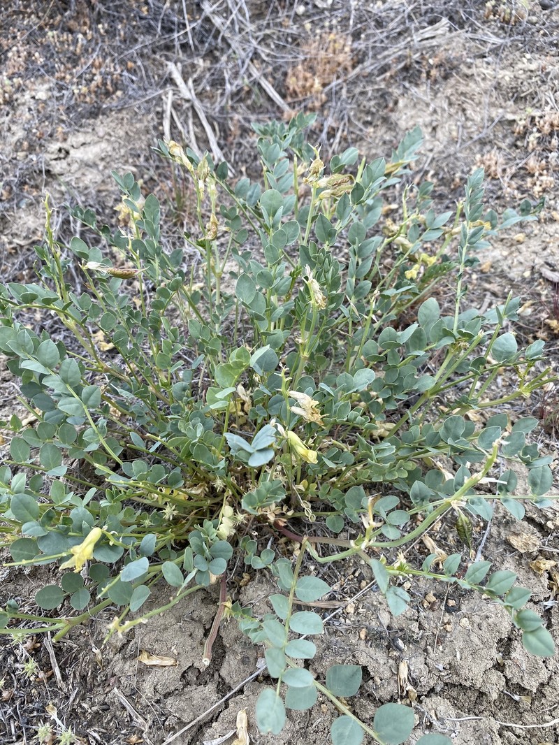 Astragalus beckwithii var. weiserensis photo 3