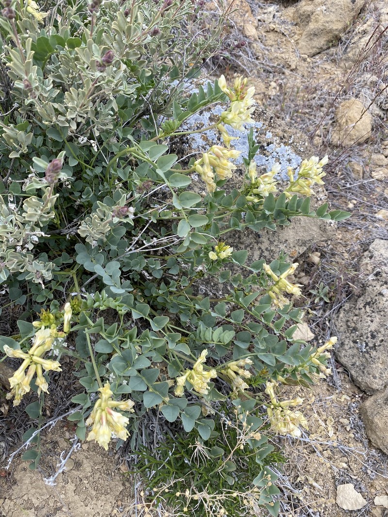 Astragalus beckwithii var. weiserensis photo 4