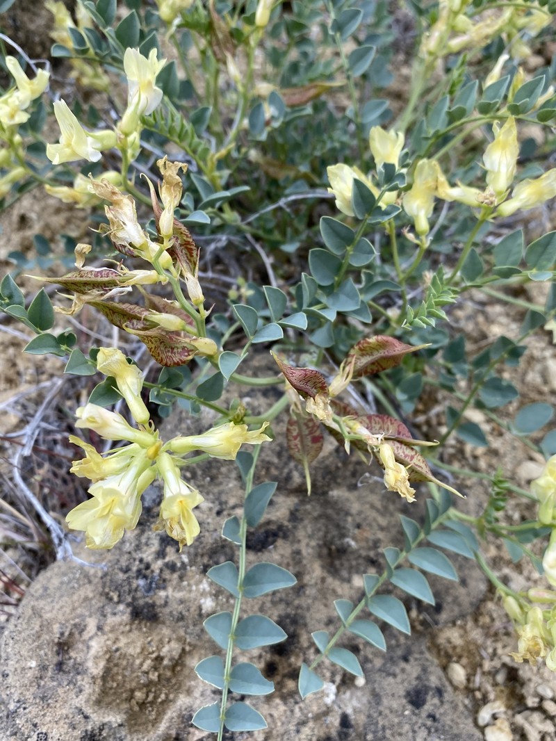 Astragalus beckwithii var. weiserensis photo 5