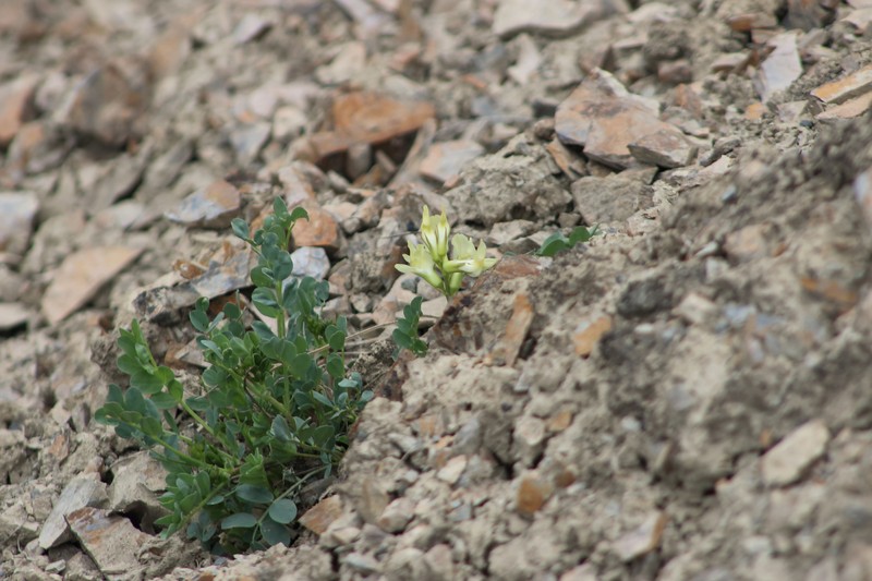Astragalus beckwithii var. weiserensis photo 6