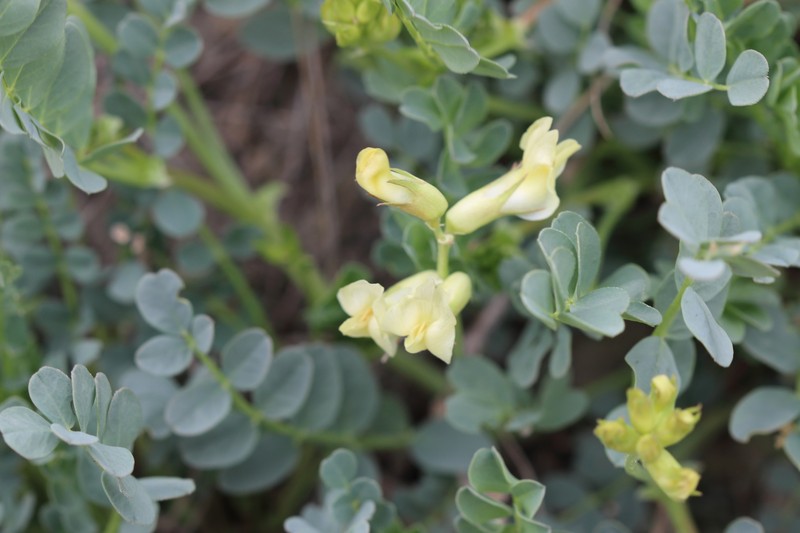 Astragalus beckwithii var. weiserensis photo 7