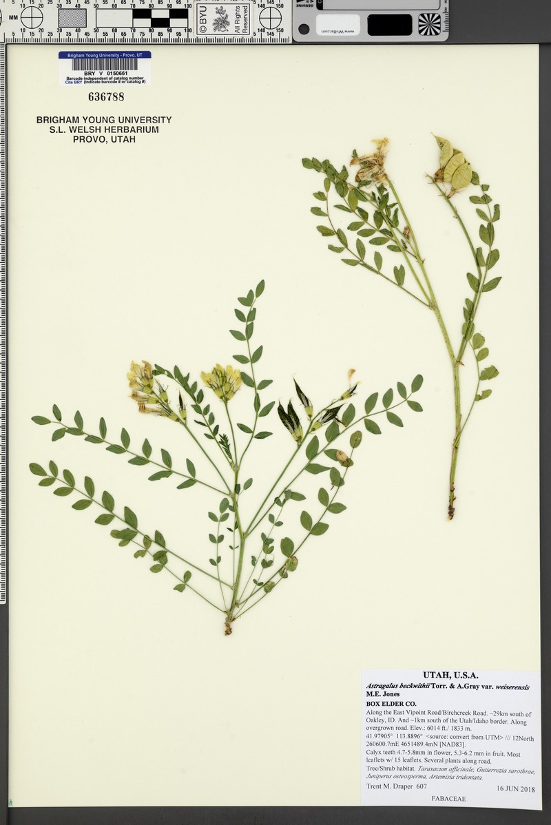 Astragalus beckwithii var. weiserensis photo 8