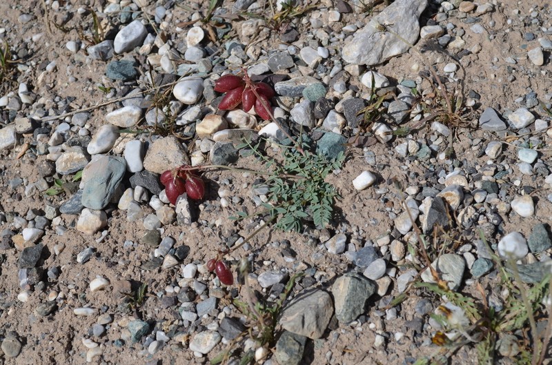 Astragalus beketowii photo 3