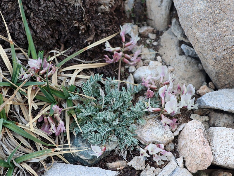 Astragalus beketowii photo 4