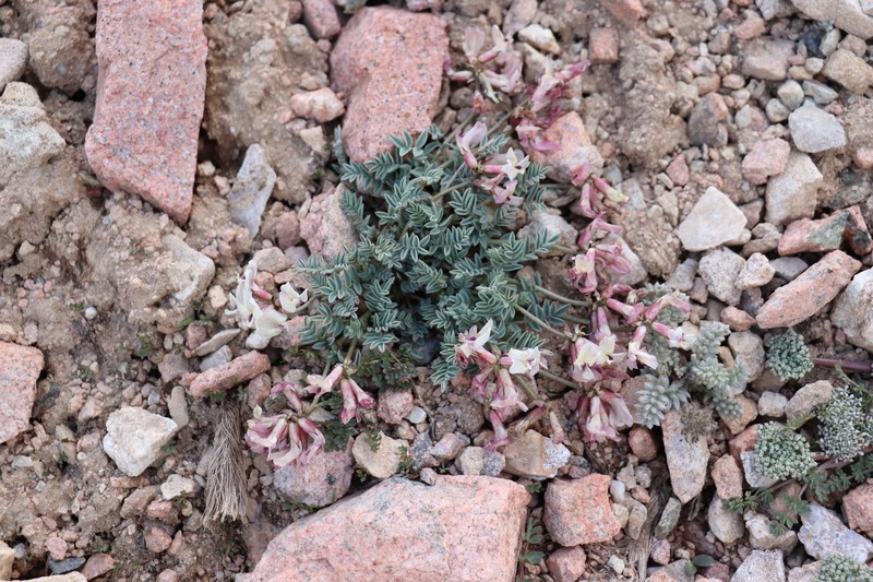 Astragalus beketowii photo 6