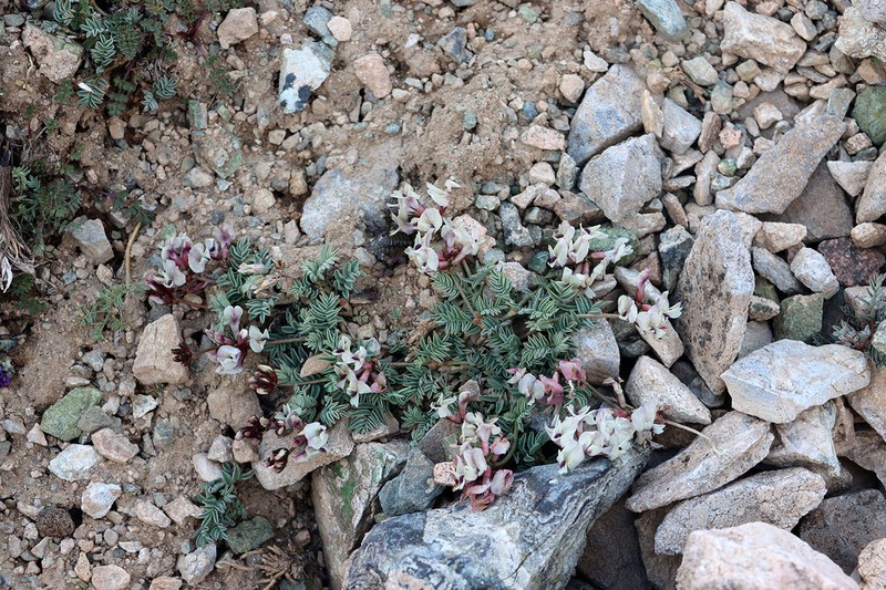 Astragalus beketowii photo 7