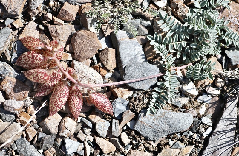Astragalus beketowii