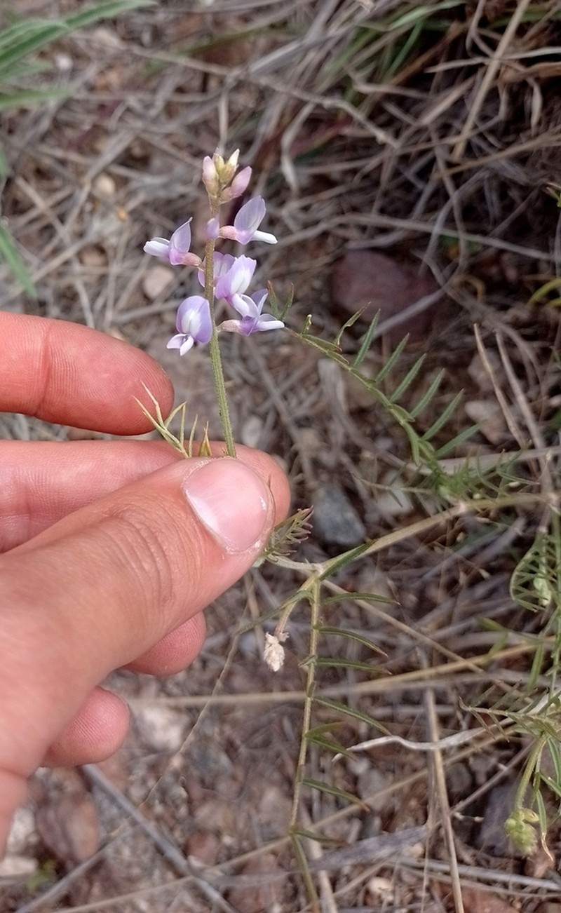 Astragalus bergii photo 2