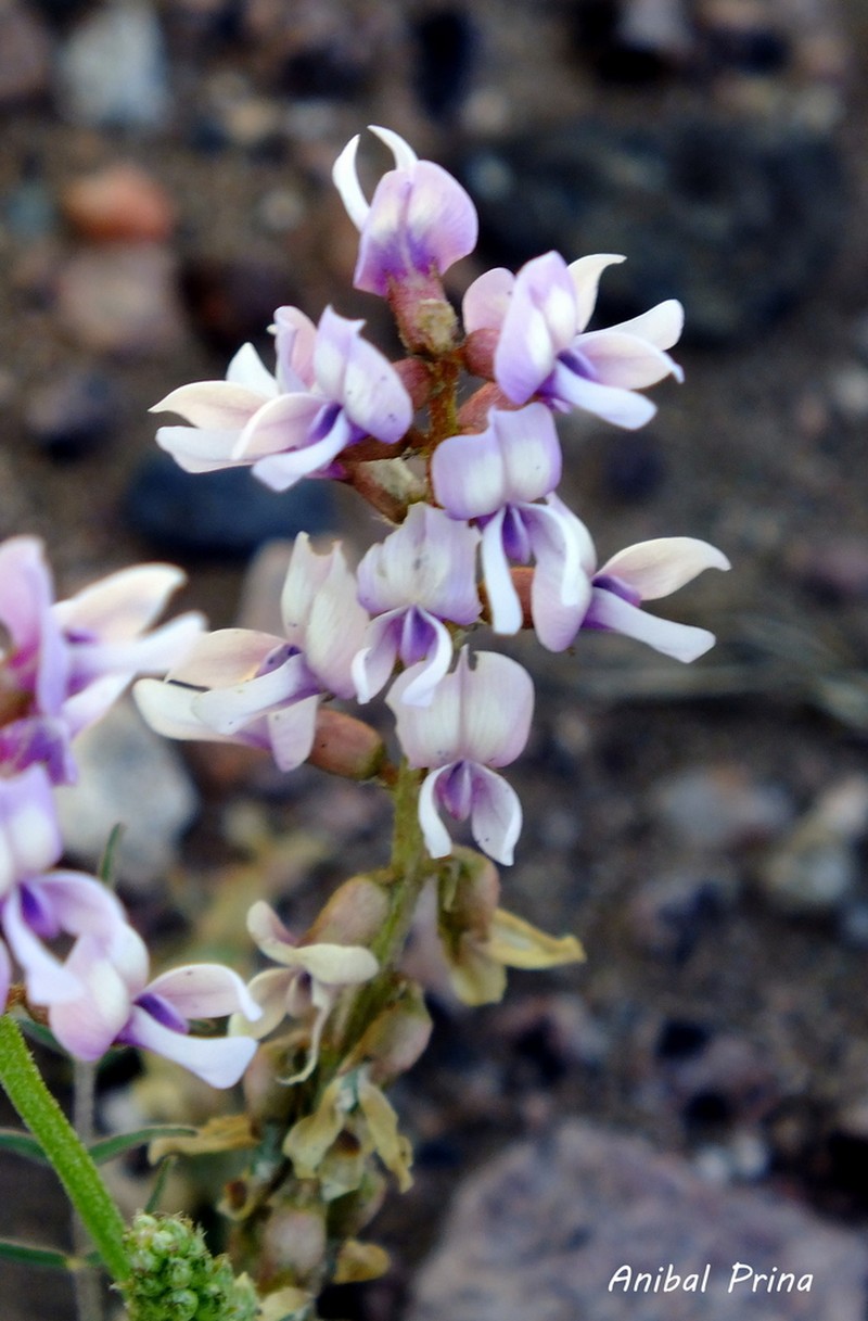 Astragalus bergii photo 3