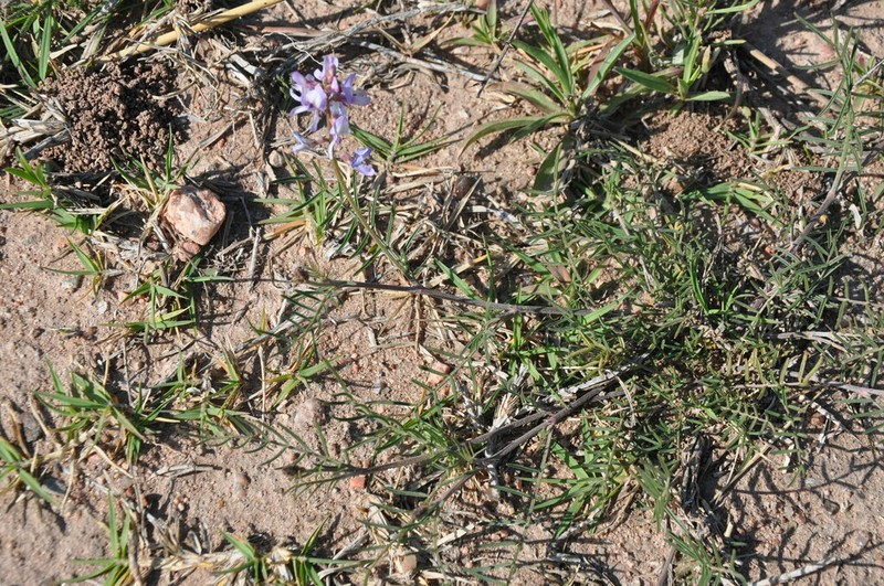 Astragalus bergii photo 4