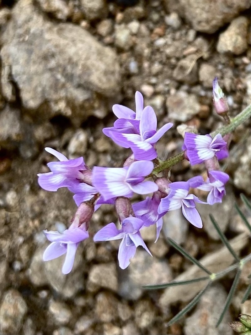 Astragalus bergii photo 5
