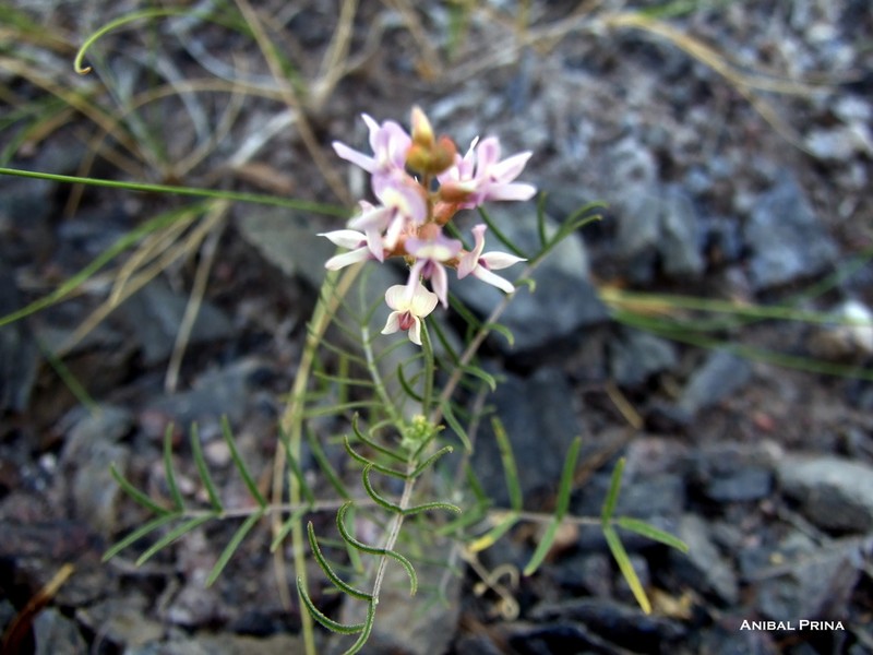 Astragalus bergii photo 6