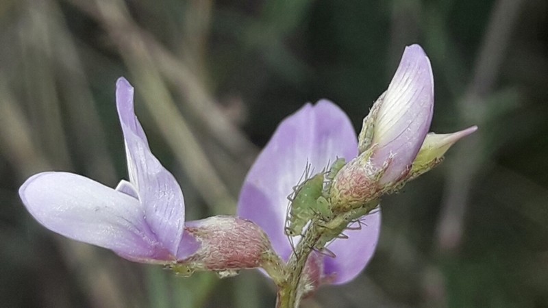 Astragalus bergii photo 7