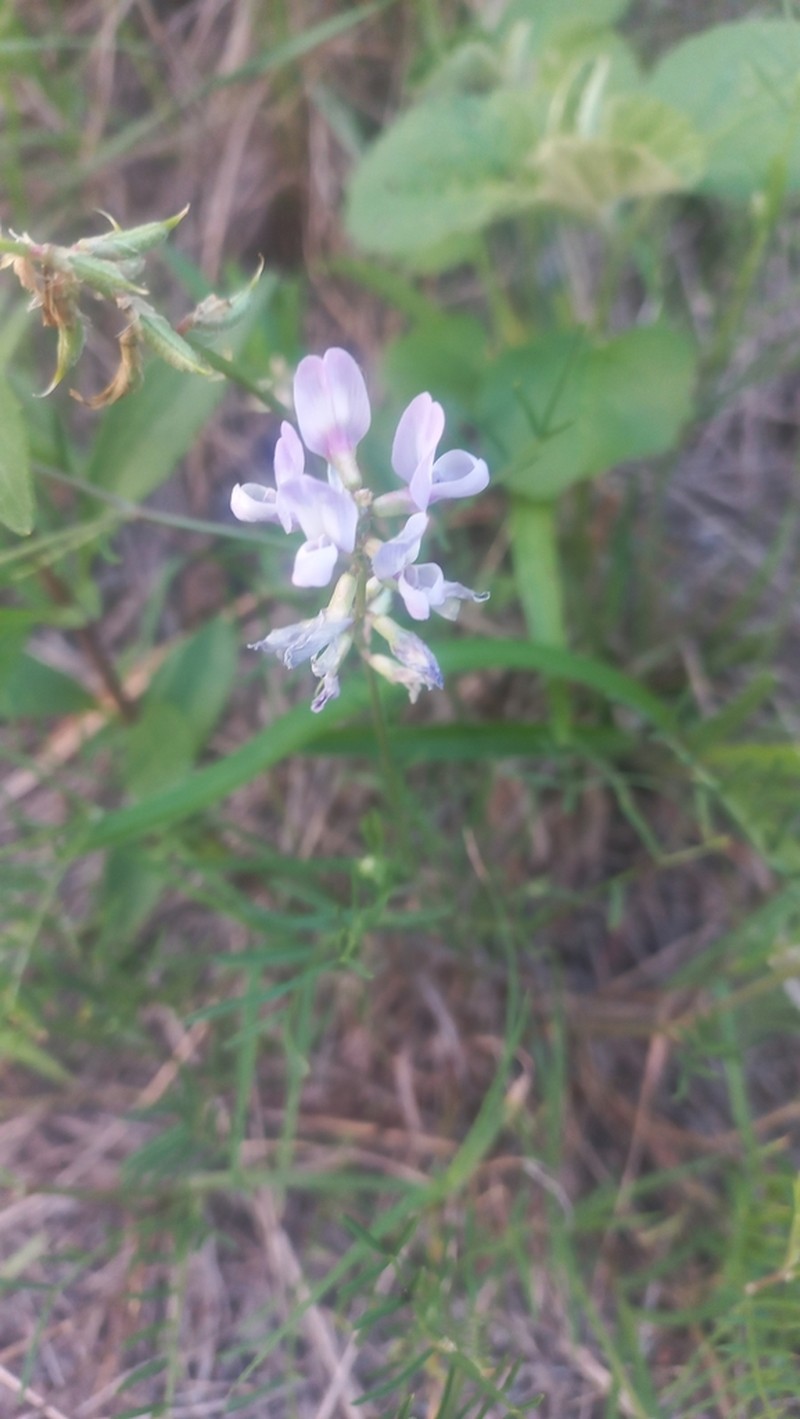 Astragalus bergii photo 8