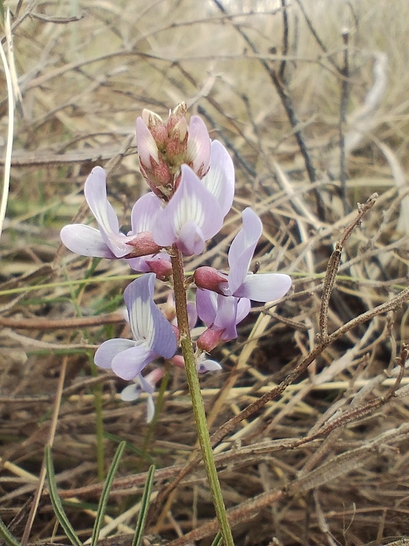 Astragalus bergii