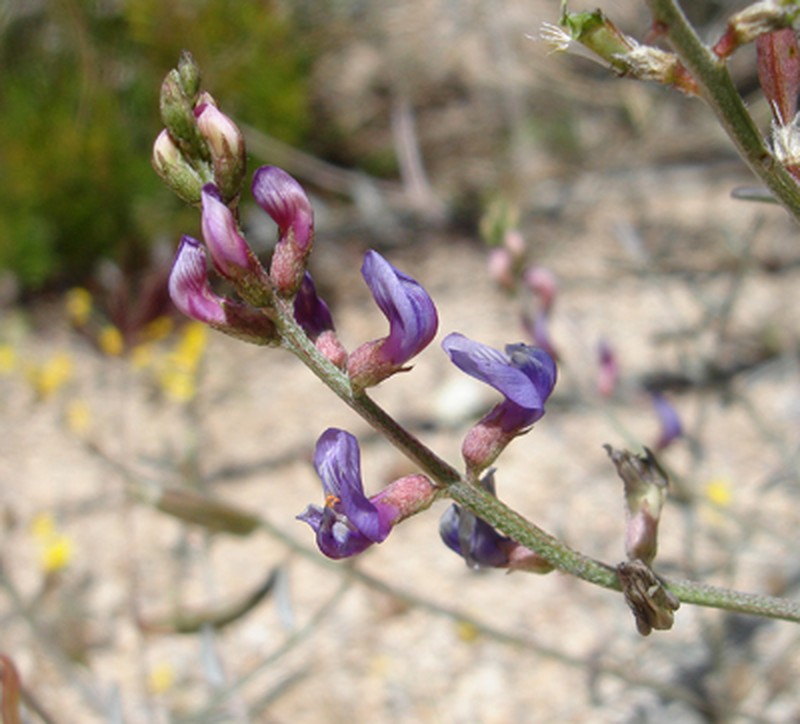 San Bernardino Milkvetch