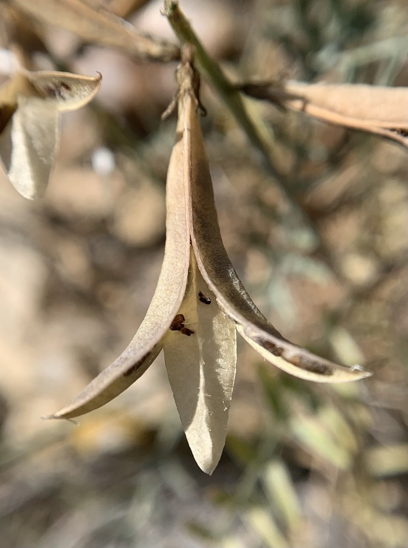 San Bernardino Milkvetch photo 3