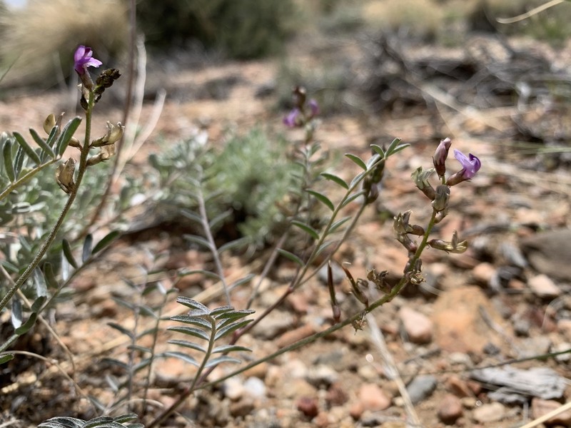 San Bernardino Milkvetch photo 4