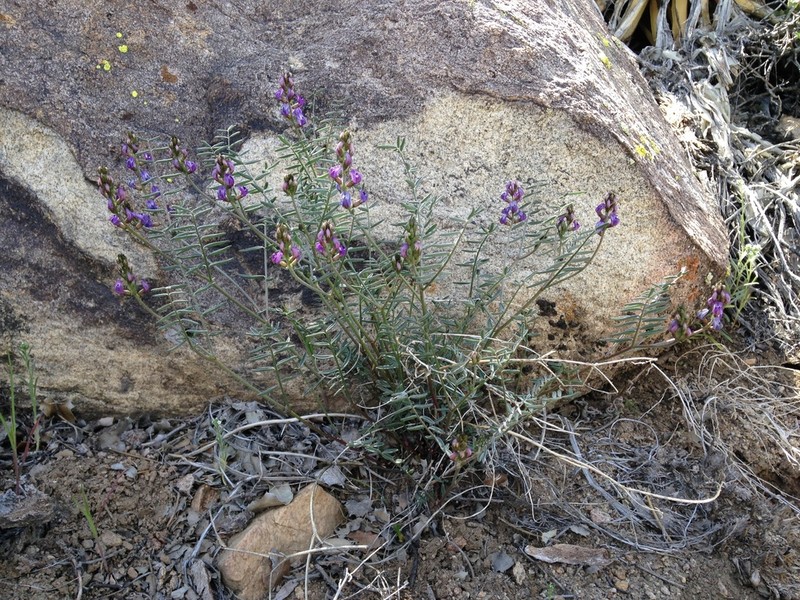 San Bernardino Milkvetch photo 5
