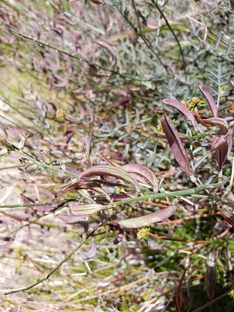 San Bernardino Milkvetch photo 7