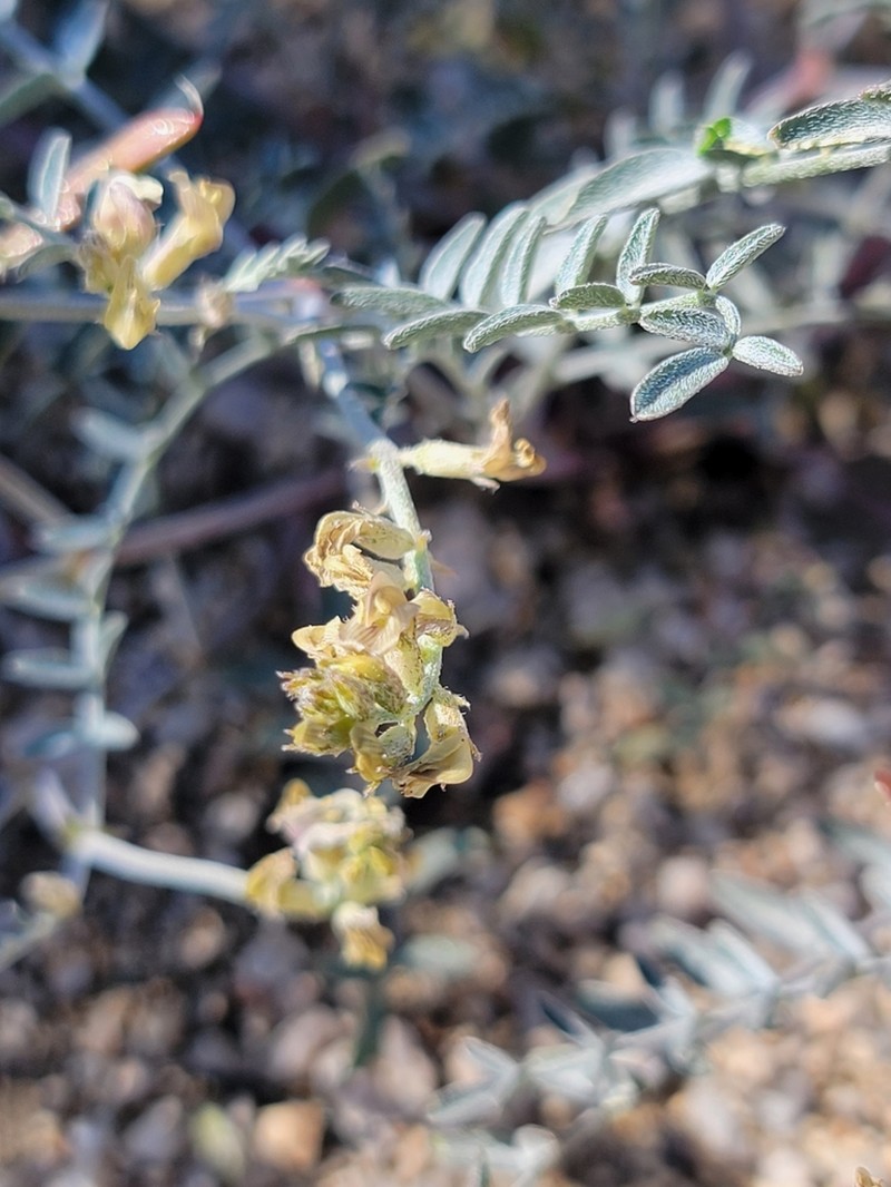 San Bernardino Milkvetch photo 3