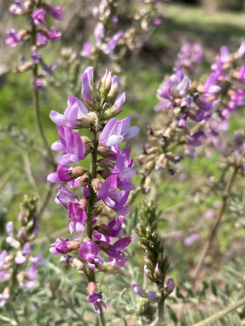 Astragalus berteroanus photo 3