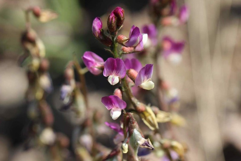 Astragalus berteroanus photo 4