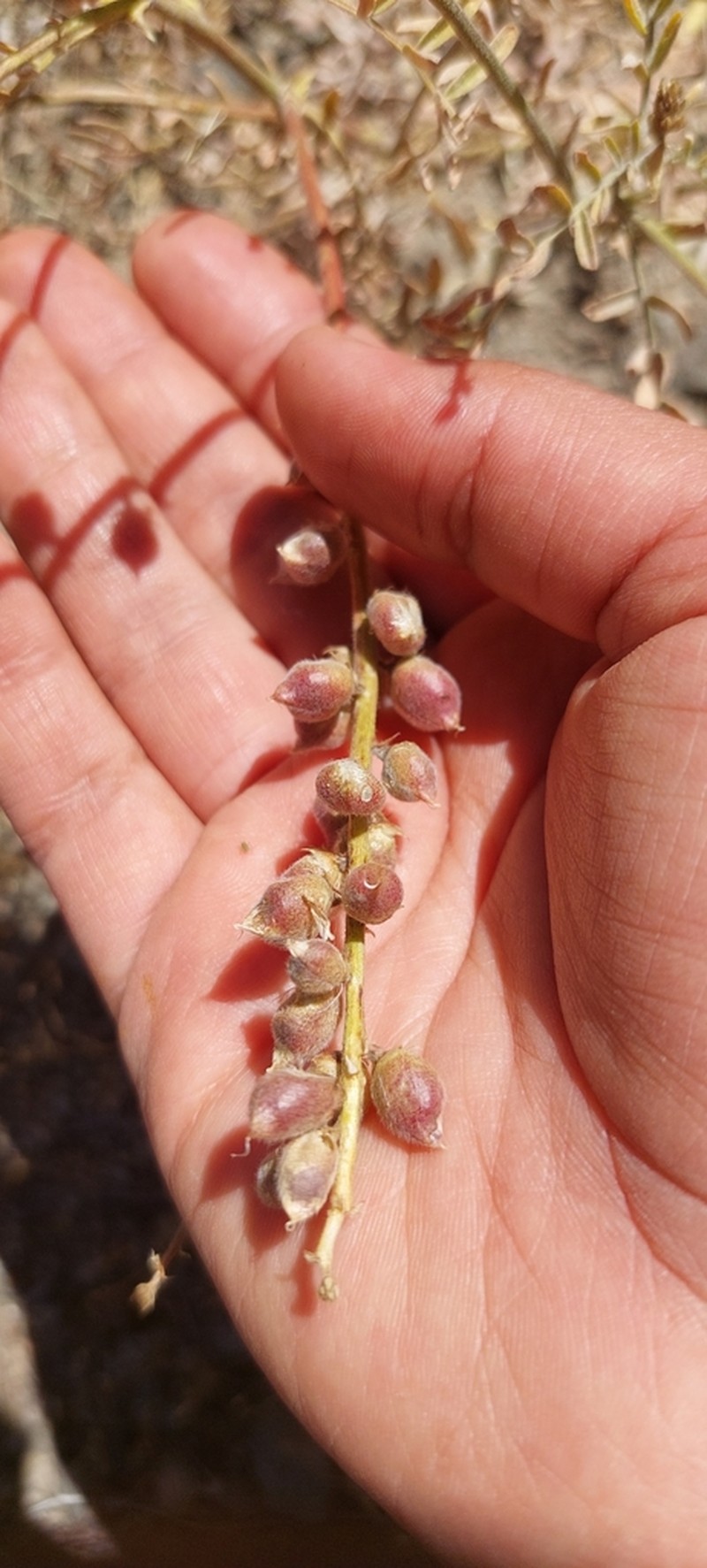Astragalus berteroanus photo 5