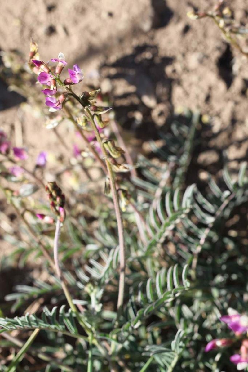 Astragalus berteroanus photo 6