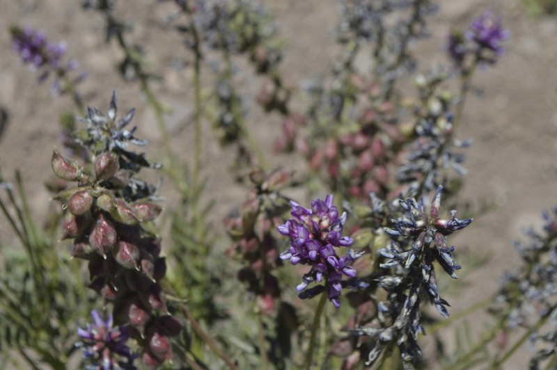 Astragalus berteroanus photo 7