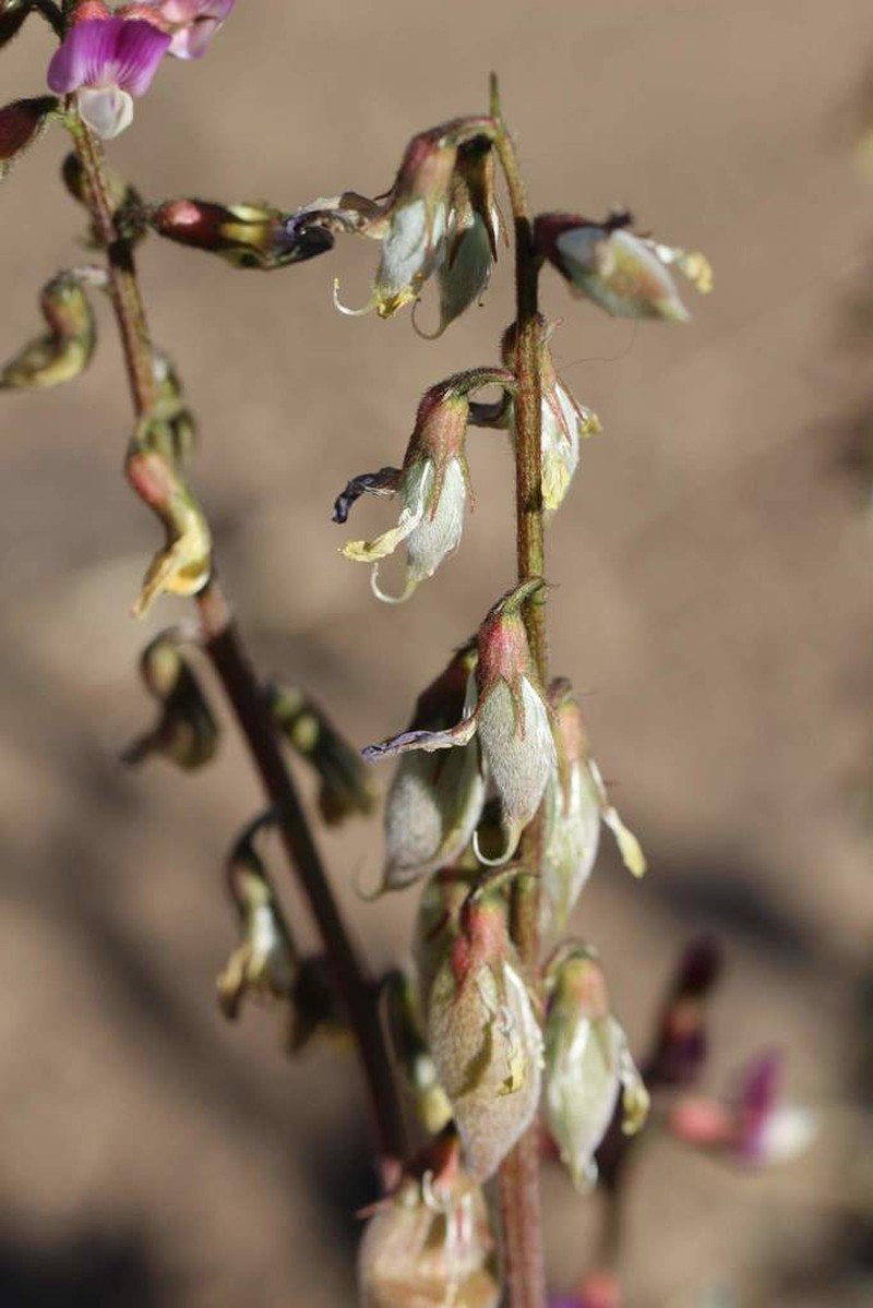 Astragalus berteroanus photo 8
