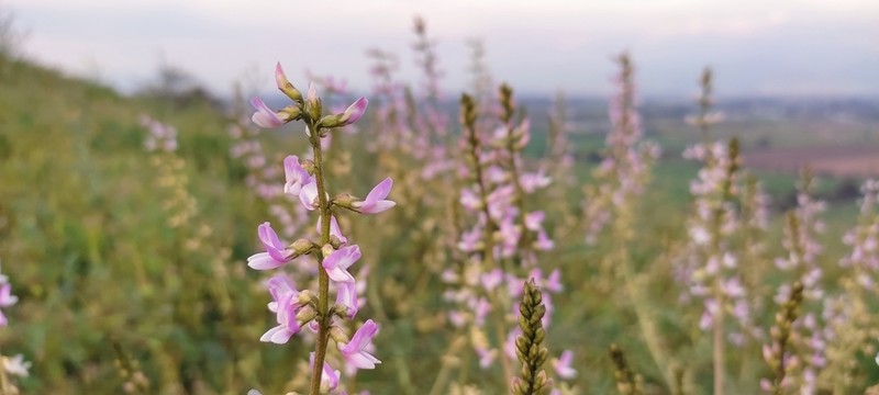 Astragalus berteroanus