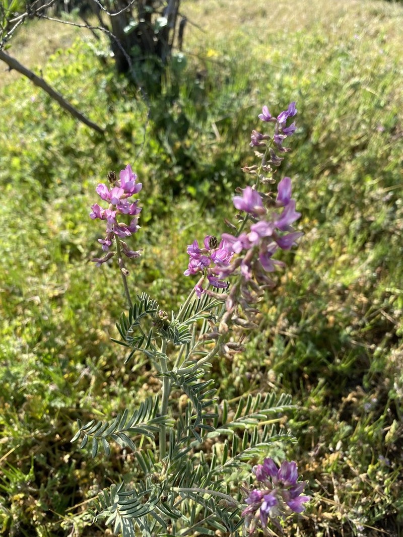 Astragalus berteroanus photo 2