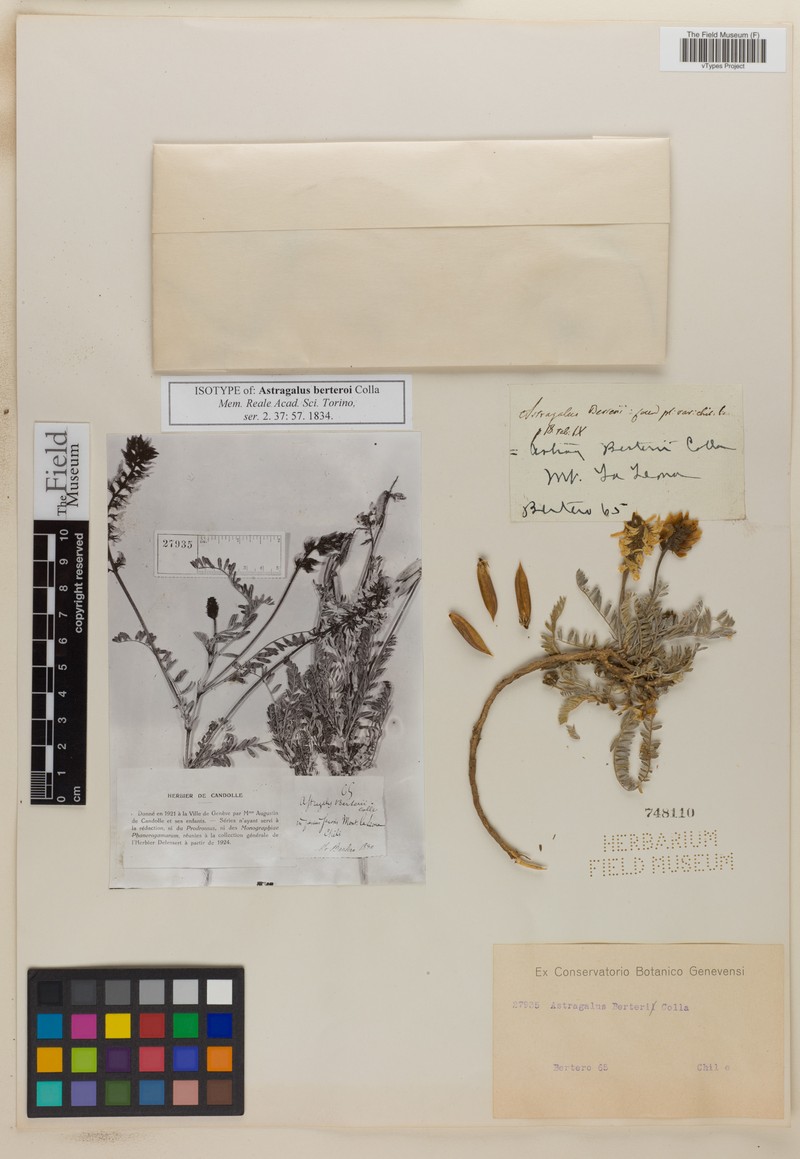 Astragalus berteroi