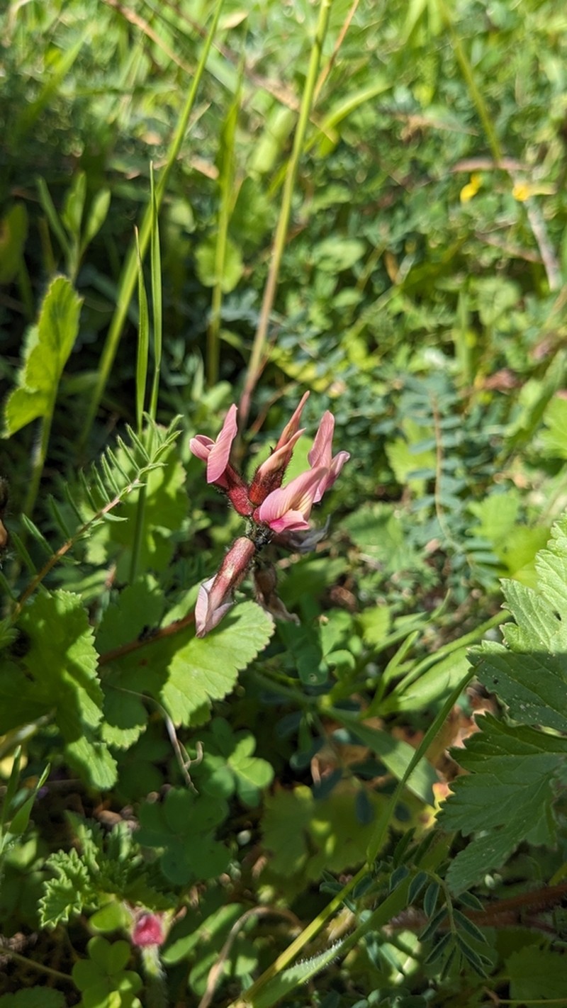 Astragalus berytheus photo 3