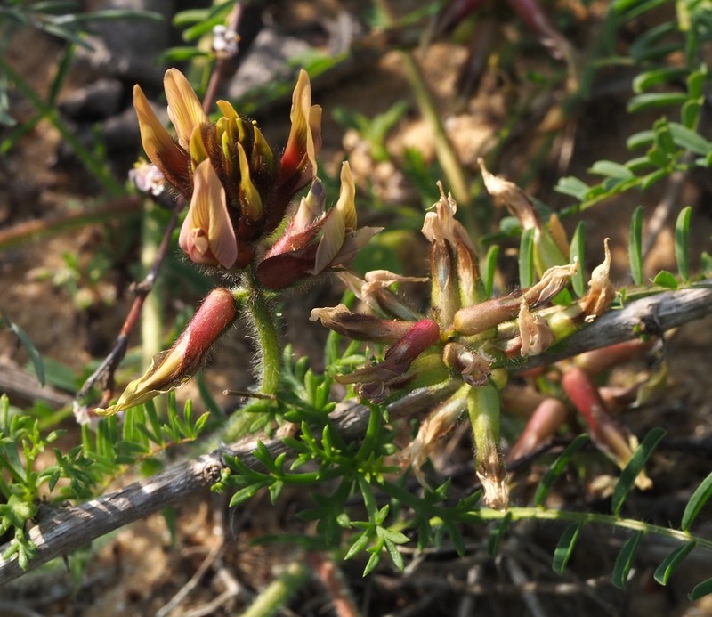 Astragalus berytheus photo 4