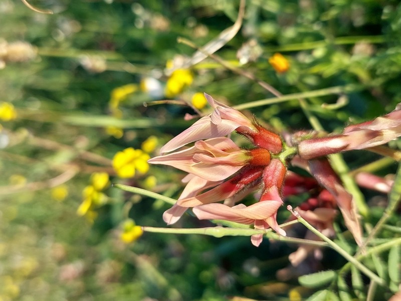 Astragalus berytheus photo 5