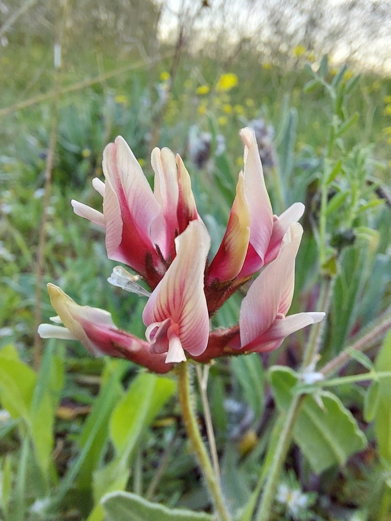Astragalus berytheus photo 6