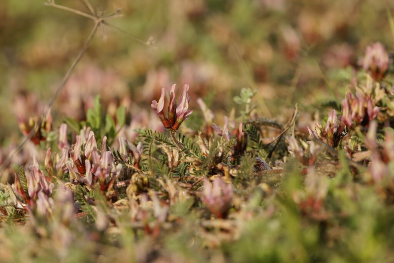 Astragalus berytheus photo 7