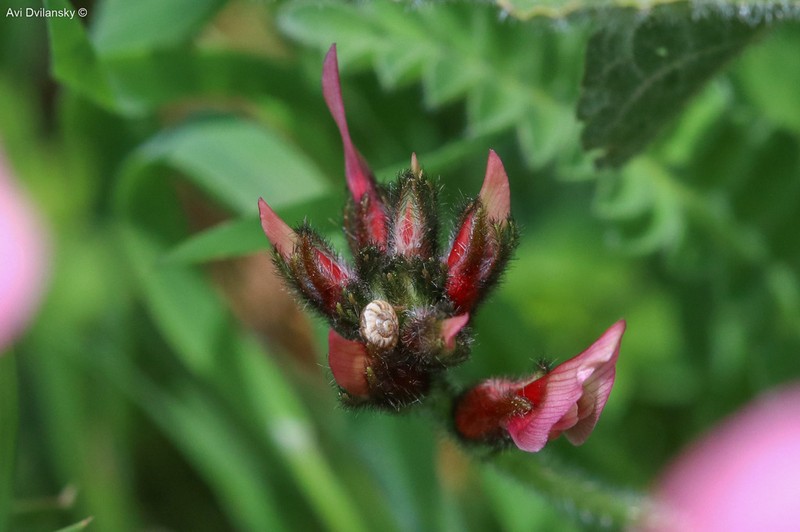 Astragalus berytheus photo 8