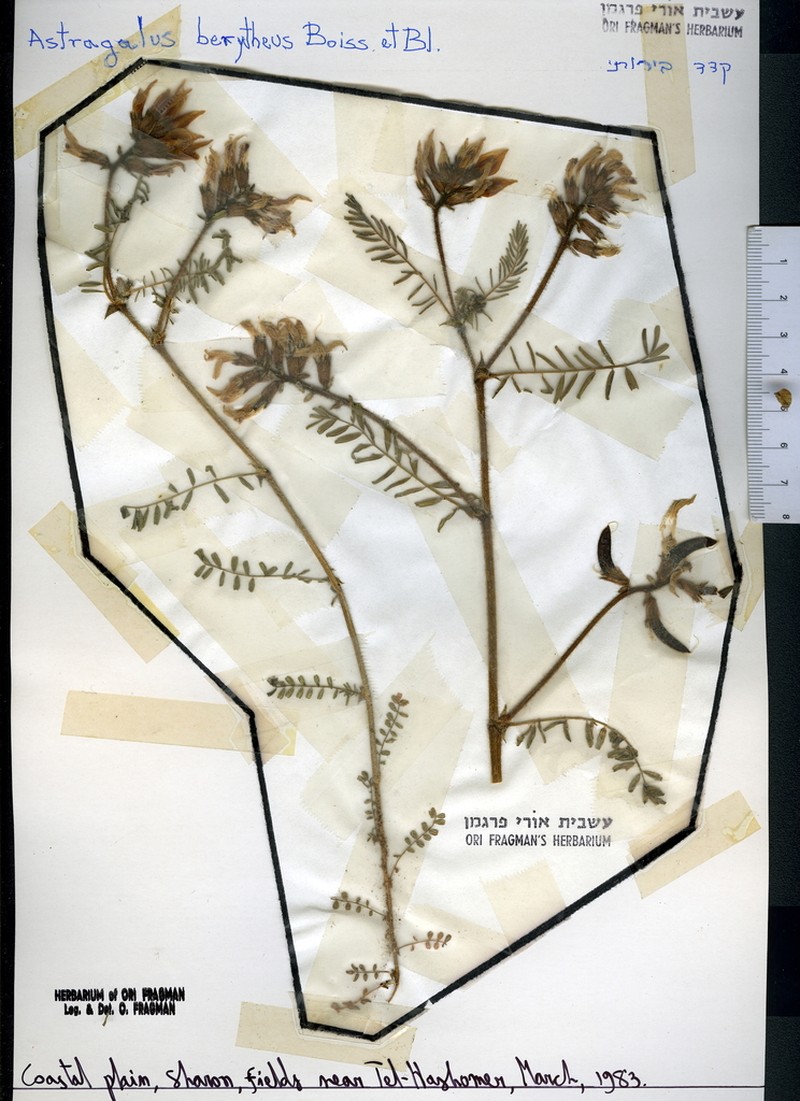 Astragalus berytheus