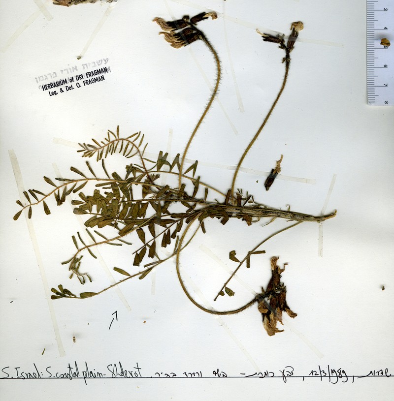 Astragalus berytheus photo 2