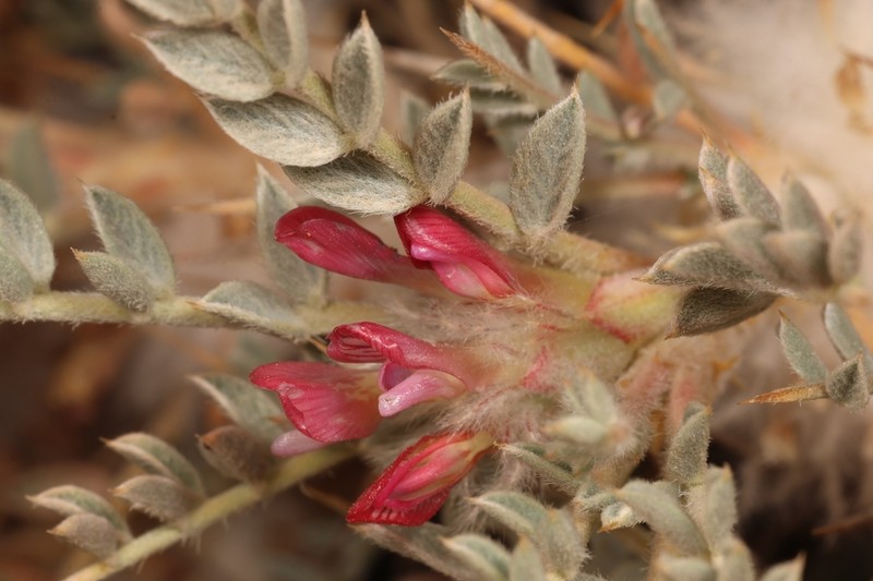 Astragalus bethlehemiticus