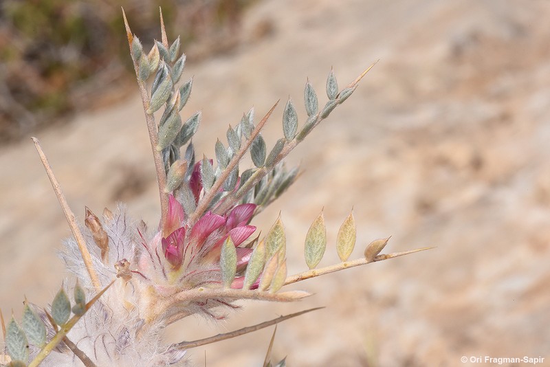 Astragalus bethlehemiticus photo 2