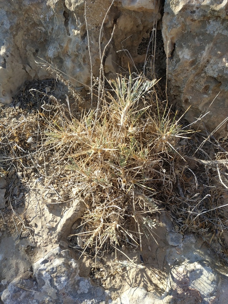 Astragalus bethlehemiticus photo 3