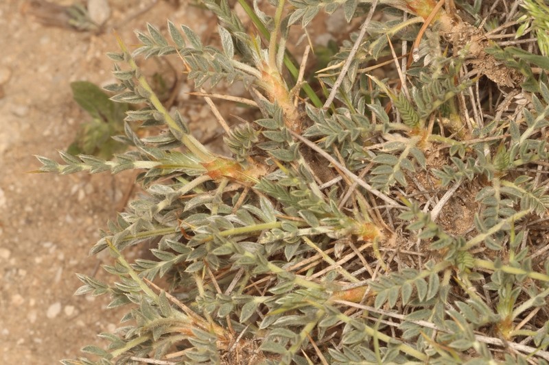Astragalus bethlehemiticus photo 4