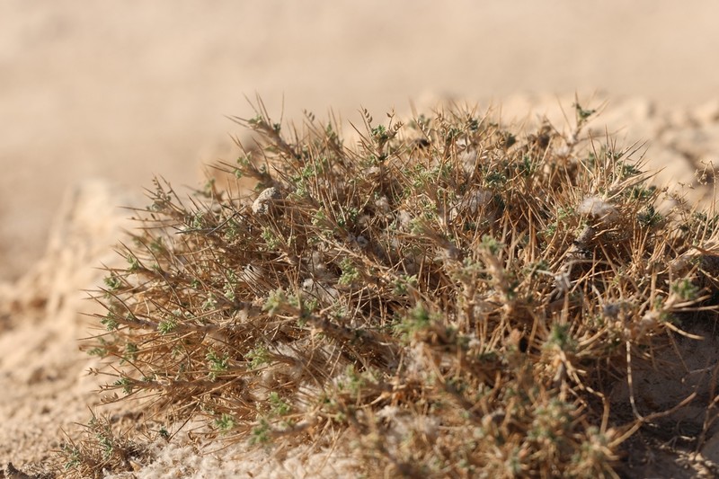 Astragalus bethlehemiticus photo 5