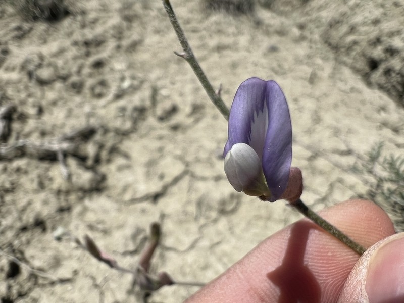 Astragalus beypazaricus photo 3